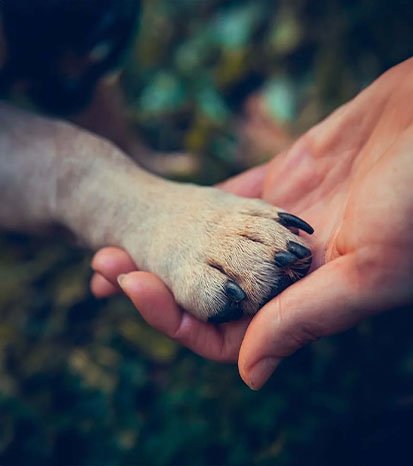 Accompagnement de couple Humain:animal