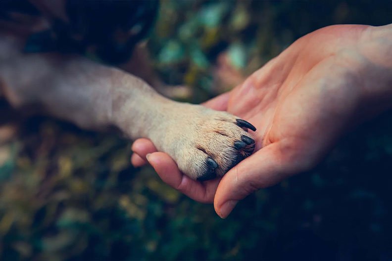 Accompagnement de couple Humain:animal - mobile