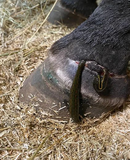 De l'outil Thérapeutique Traditionnel à la Reconnaissance Médicale Moderne 3