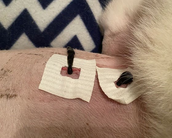 Hirudothérapie & Neuro-Ostéopathie