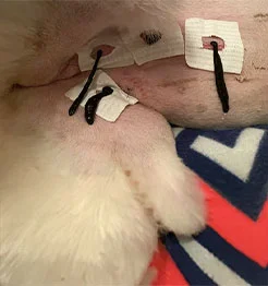 De l'outil Thérapeutique Traditionnel à la Reconnaissance Médicale Moderne